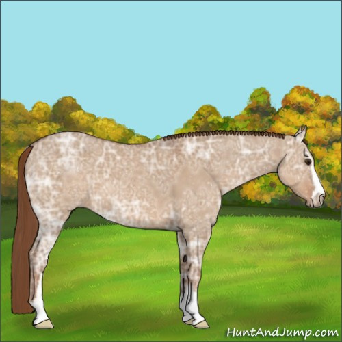 Horse Color:Red Dun Ice Sabino 