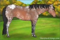 Horse Color:Bay Ice Appaloosa 