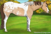 Horse Color:Bay Dun Sabino Tobiano Blanket 