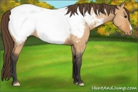 Horse Color:Bay Dun Appaloosa 