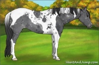 Horse Color:Black Tobiano Varnish 
