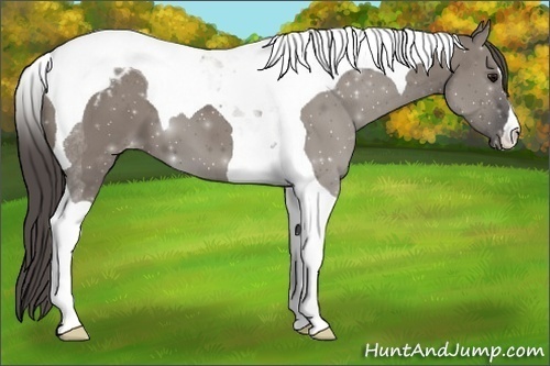 Horse Color:Grullo Tobiano Blanket 