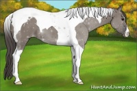 Horse Color:Grullo Tobiano Blanket 