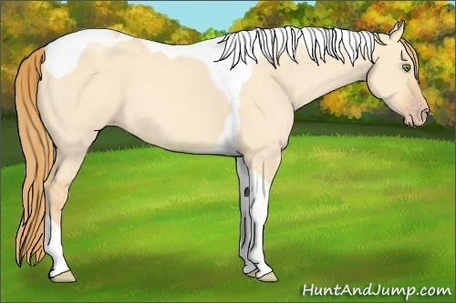 Horse Color:Gold Champagne Dun Tobiano 