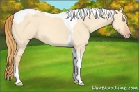 Horse Color:Gold Champagne Dun Tobiano 