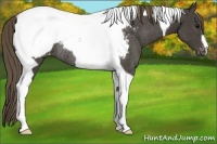 Horse Color:Smoky Black Tobiano Appaloosa Rabicano 