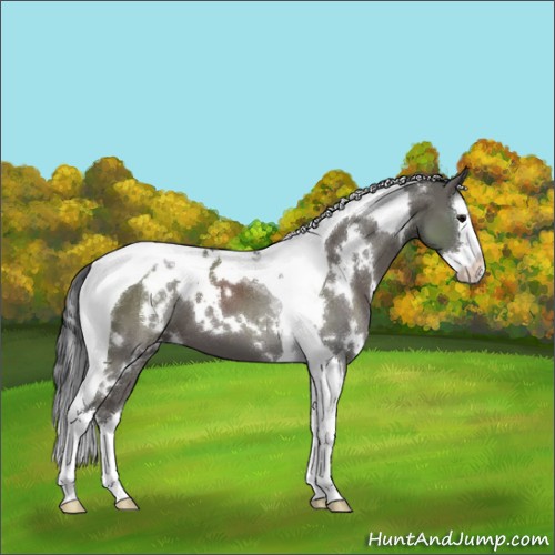 Horse Color:White Spotted Grullo Splash Tobiano 