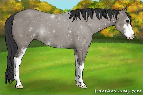 Horse Color:Grullo Sabino 
