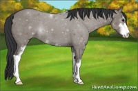 Horse Color:Grullo Sabino