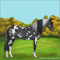 Horse Color:White Spotted Black Blanket Rabicano 