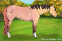 Horse Color:Buckskin Dun 