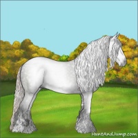 Horse Color:Gray Silver Black Sabino Rabicano 