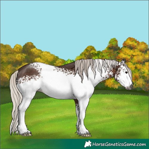 Horse Color:Gray White Spotted Silver Black Sabino 