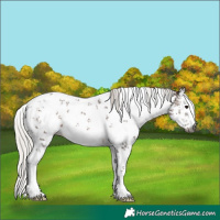 Horse Color:Gray White Spotted Silver Black Sabino
