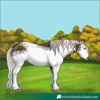 Horse Color:Gray White Spotted Silver Black Sabino