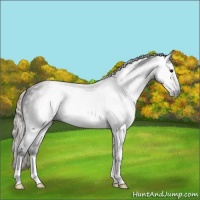 Horse Color:Gray Silver Black 