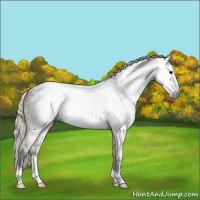 Horse Color:Gray Silver Grullo 