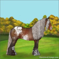 Horse Color:White Spotted Silver Brown Appaloosa 