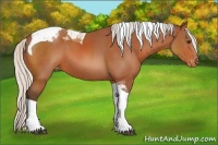 Horse Color:Silver Bay Tobiano Appaloosa 