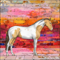 Horse Color:Buckskin Tobiano Appaloosa 