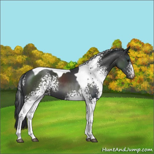 Horse Color:White Spotted Black Tobiano