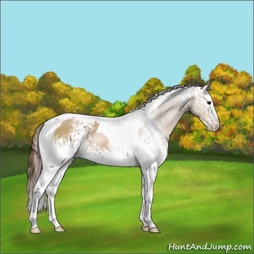 Horse Color:White Spotted Black Pearl Tobiano Rabicano