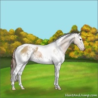 Horse Color:White Spotted Black Pearl Tobiano Rabicano