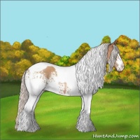Horse Color:White Spotted Silver Brown Pearl Tobiano Rabicano 