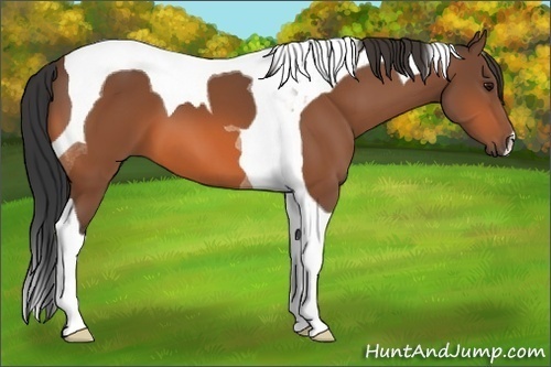 Horse Color:Bay Tobiano 
