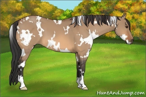 Horse Color:White Spotted Bay Dun 