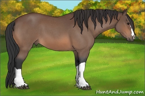 Horse Color:Bay Roan 