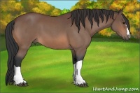 Horse Color:Bay Roan 