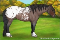 Horse Color:Brown Roan Blanket Rabicano