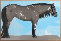 Horse Color:White Spotted Grullo