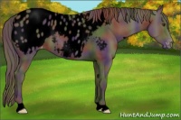Horse Color:Void Nacre Liver Chestnut Near Leopard 