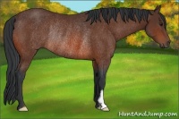 Horse Color:Bay Frame Rabicano 