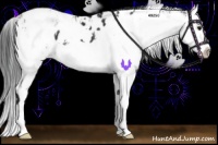 Horse Color:Black Sabino Splash Appaloosa 