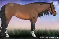 Horse Color:Bay Roan 