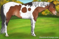 Horse Color:Bay Tobiano Appaloosa 
