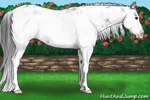 Horse Color:Black Sabino Rabicano 