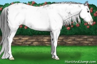 Horse Color:Black Sabino Rabicano 