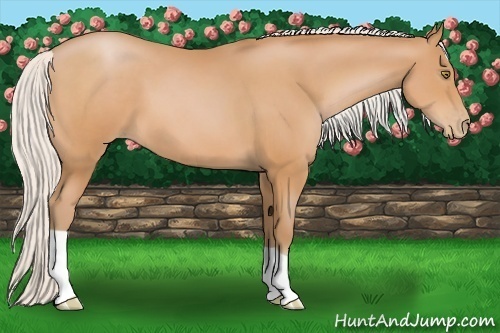 Horse Color:Silver Bay Pearl
