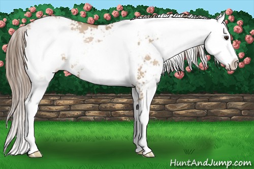 Horse Color:Grullo Pearl Sabino 