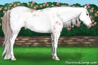 Horse Color:Grullo Pearl Sabino 