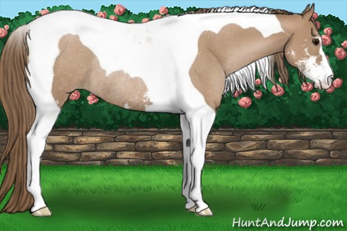 Horse Color:Black Pearl Sabino Tobiano Rabicano