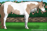 Horse Color:Black Pearl Sabino Tobiano Rabicano 