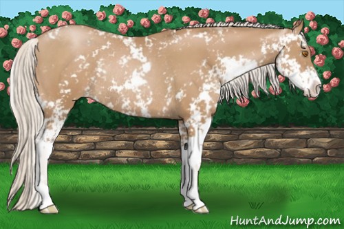 Horse Color:Silver Black Pearl Sabino Rabicano 