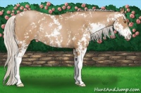 Horse Color:Silver Black Pearl Sabino Rabicano