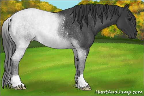Horse Color:Blue Roan Rabicano 