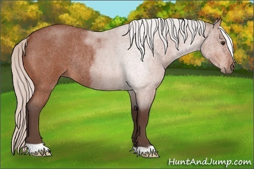 Horse Color:Silver Brown Roan Rabicano